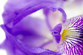 Iris flower-Wisdom